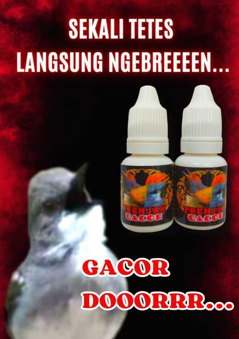 Agen Gacor Resmi: Tempat Terpercaya Untuk Mendapatkan Suara Burung Terbaik