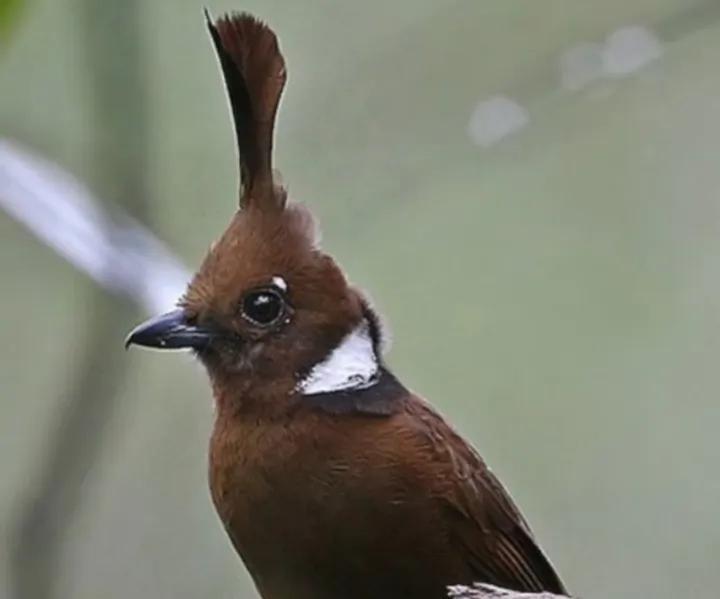 Daftar Gacor Dana – Tips Agar Suara Burung Gacor Lebih Jernih