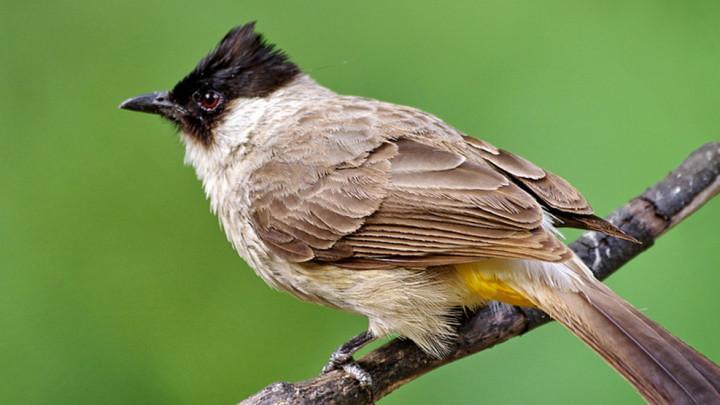 Daftar Gacor Dana - Tips Agar Suara Burung Gacor Lebih Jernih