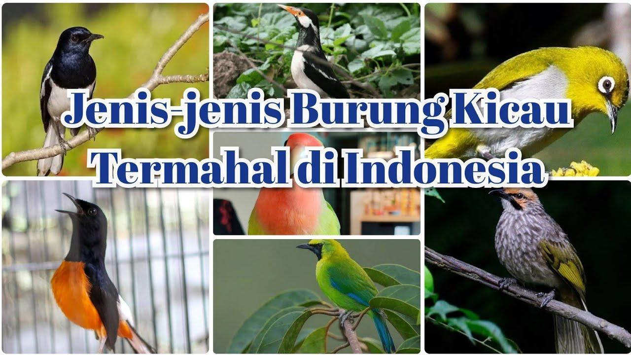 10 Suara Burung Gacor Populer yang Bisa Anda Pelihara