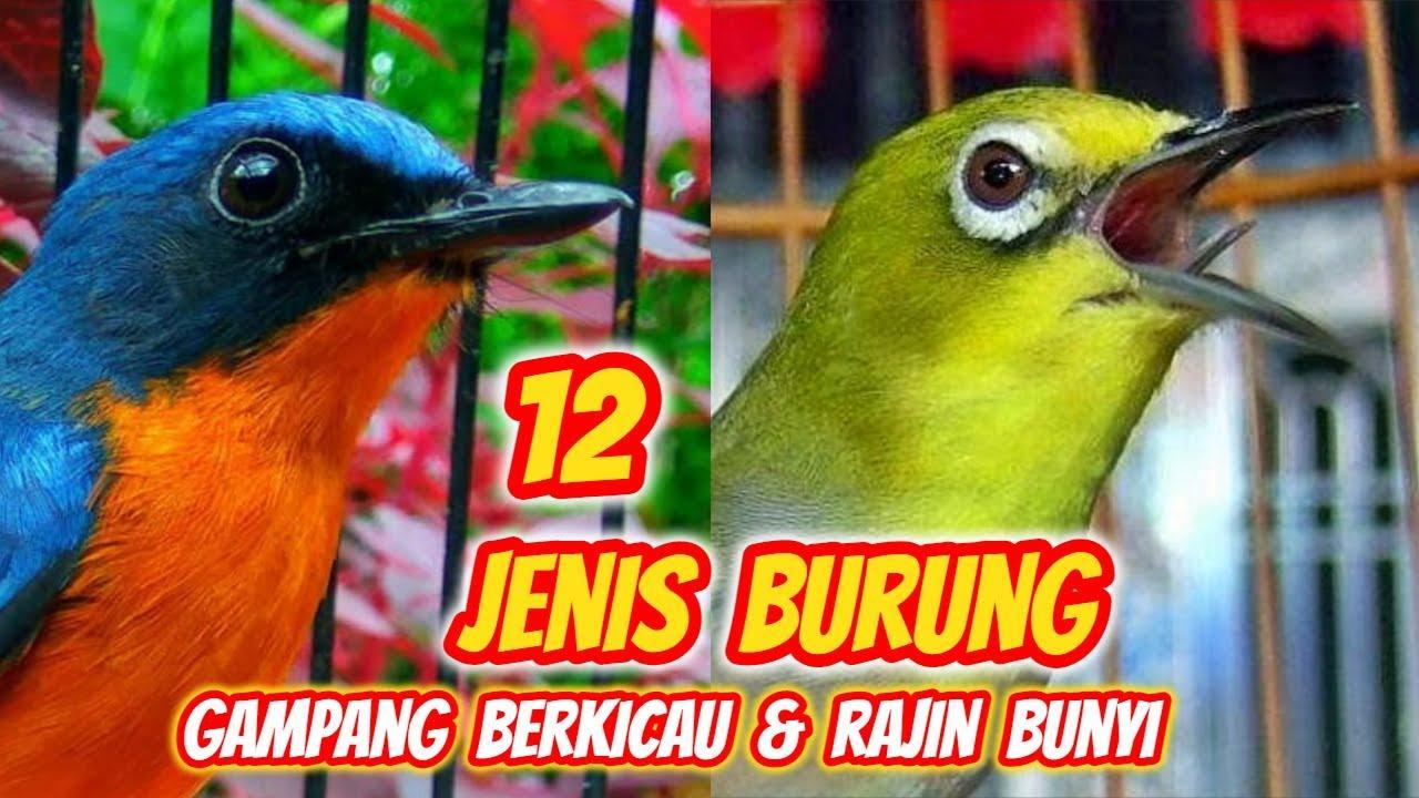 10 Suara Burung Gacor Populer yang Bisa Anda Pelihara